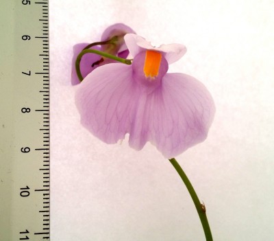 Utricularia longifolia 2014-01-21 4.jpg