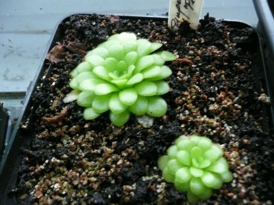 Pinguicula suktuke.JPG