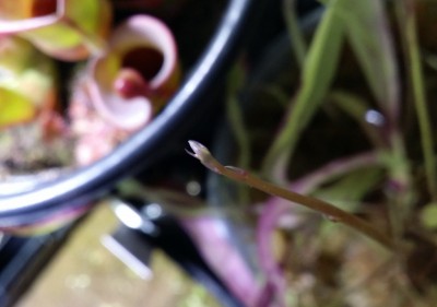 Utricularia longifolia 2013-12-10 1.jpg