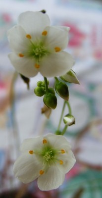 Drosera binata.JPG