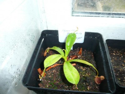 Nepenthes spathulata mazas.JPG