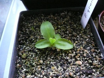 P-grandiflora.JPG