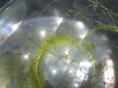 Paprastasis_skendenis.JPG