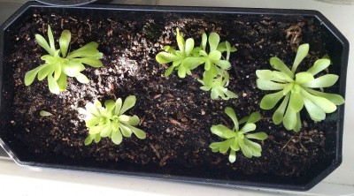 Pinguicula ehlersiae 2014-03-14 1.jpg