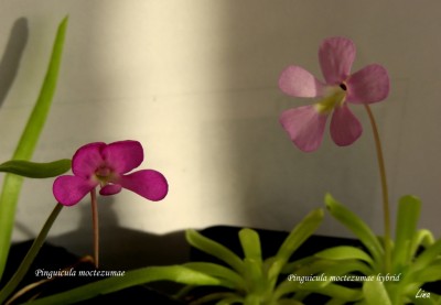 Pinguicula moctezumae&pinguicula moctezumae hybrid.jpg