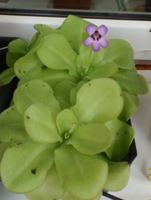 Pinguicula moranensis 2013.07.05 1.JPG