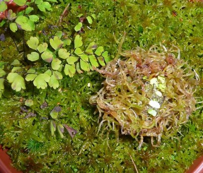 Utricularia_nelumbi-reni_2.JPG