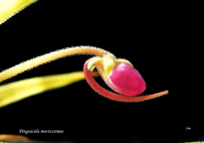 Pinguicula moctezumae bud'14.jpg