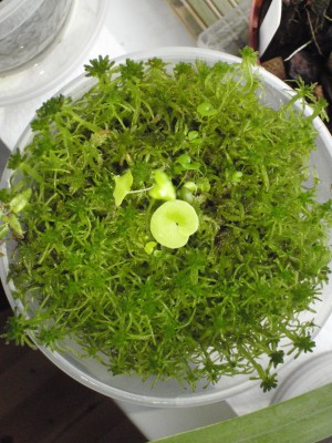 Utricularia nelumbifolia x reniformis 2012.11.04 4.JPG