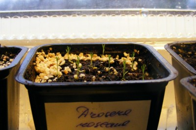 D. roseanna.JPG