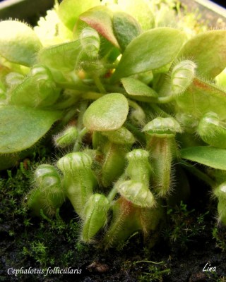 Cephalotus follicularis'13.jpg