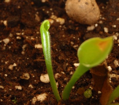 Heliamphora heterodoxa x minor 2012.01.01 2.JPG