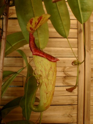 Nepenthes NoID (Kairenu bot.sodas) 2013 3.JPG