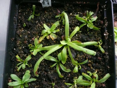 P1130638 pinguicula valisnerifolia.jpg