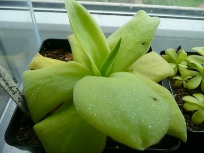 Pinguicula gigantea.jpg