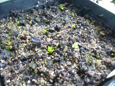 Pinguicula valisnerifolia.JPG