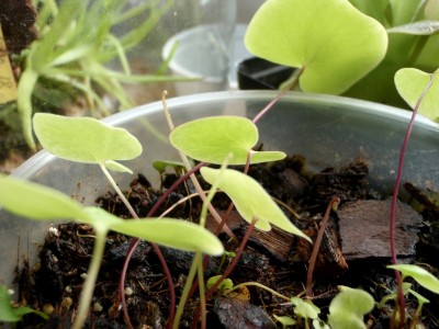 Utricularia nelumbifolia x reniformis 2013.09.26 1.JPG