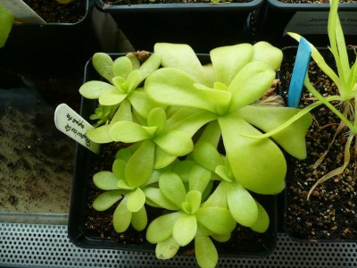 Pinguicula agnata.JPG