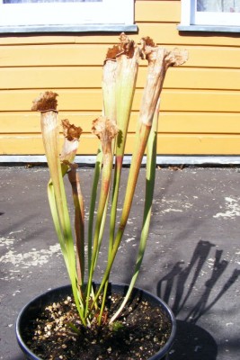 DSCF1048.JPG