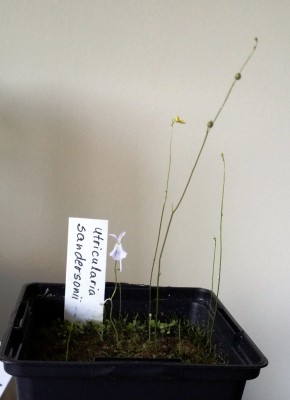 Utricularia sandersonii ir U. subulata 2014-04-05 2.jpg