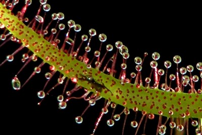 Drosera binata.JPG