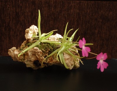 Pinguicula moctezumae 2013.04.08 3.JPG