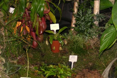 Augalu labirintai 2012 (62).JPG