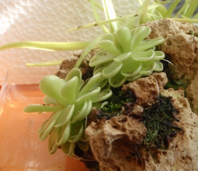 Pinguicula jaumavensis 2013.08.30 2.JPG