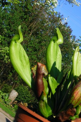 DSCF4159.JPG