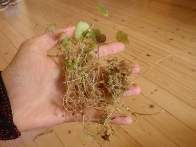 Utricularia nelumbifolia x reniformis 2013.05.08 6.JPG