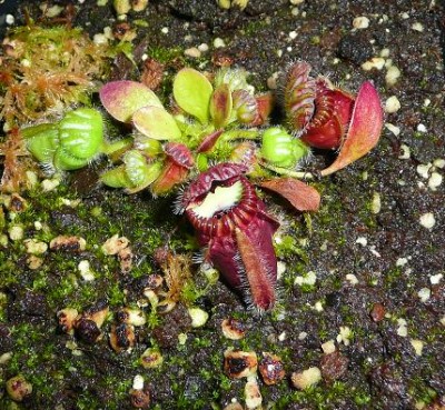 cephalotus follicularis spalio 10.JPG