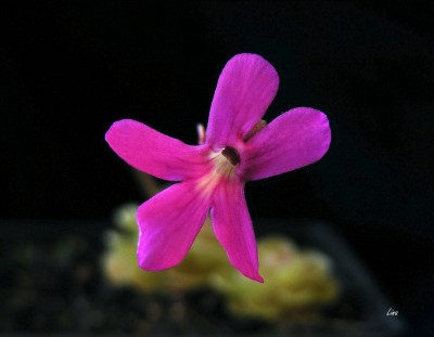Pinguicula debbertiana'15.04.11..jpg