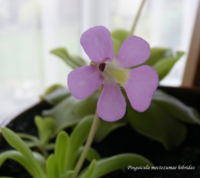 Pinguicula moctezumae hibridas.jpg