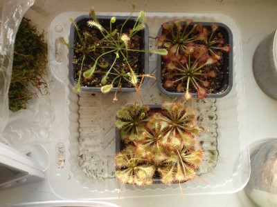 Drosera nidiformis , D. capillaris, D. spatulata 2012.11.01.JPG