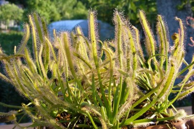 D. capensis Alba.JPG