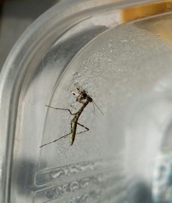 Maldininkas (Polyspilota aeruginosa) 2014-10-07 2.jpg
