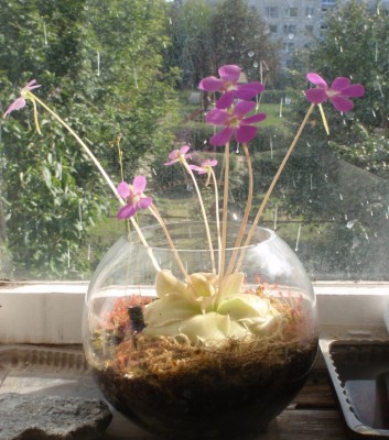 Pinguicula ehlersiae 2013.08.30 2.JPG
