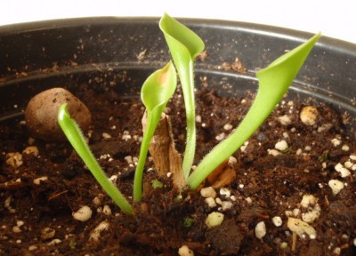 Heliamphora heterodoxa x minor 2012.01.01 1.JPG