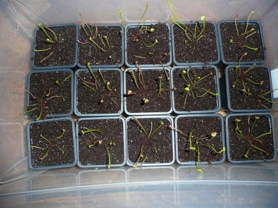Sarracenia flava rubricorpora giant (red lid).JPG