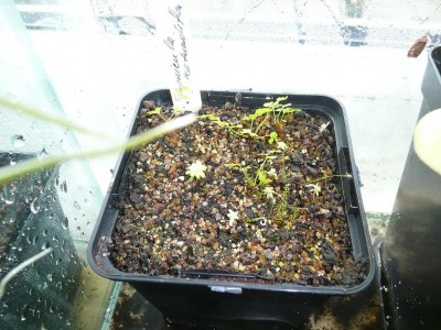 Pinguicula rotundi.JPG