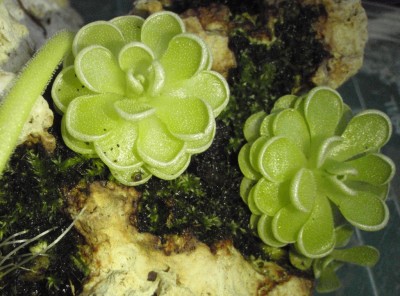 Pinguicula jaumavensis 2013.06.05 1.JPG