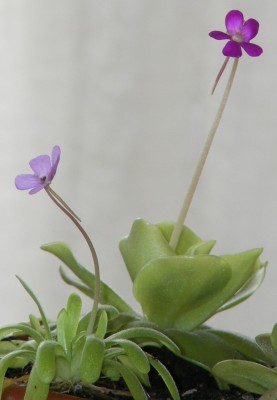 DSCF0886.JPG
