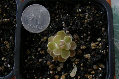 P. debbertiana.JPG