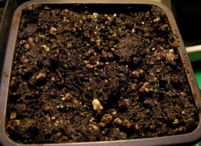 Drosera omissa gemmae'13.JPG