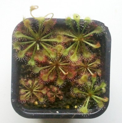 Drosera spatulata 2012-06-20.jpg