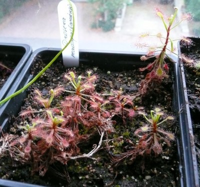 Drosera madagascariensis.jpg