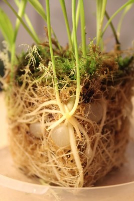 Utricularia alpina.jpg
