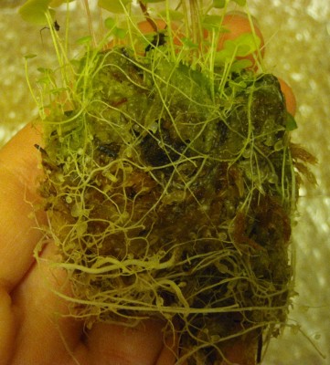 Utricularia nelumbifolia x reniformis.JPG