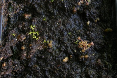 D. intermedia.JPG