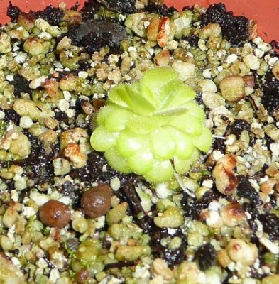 Pinguicula lauena.JPG